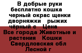 В добрые руки бесплатно,кошка,2.5черный окрас,щенки дворняжки,3 рыжих 1 чёрный,с › Цена ­ - - Все города Животные и растения » Кошки   . Свердловская обл.,Лесной г.